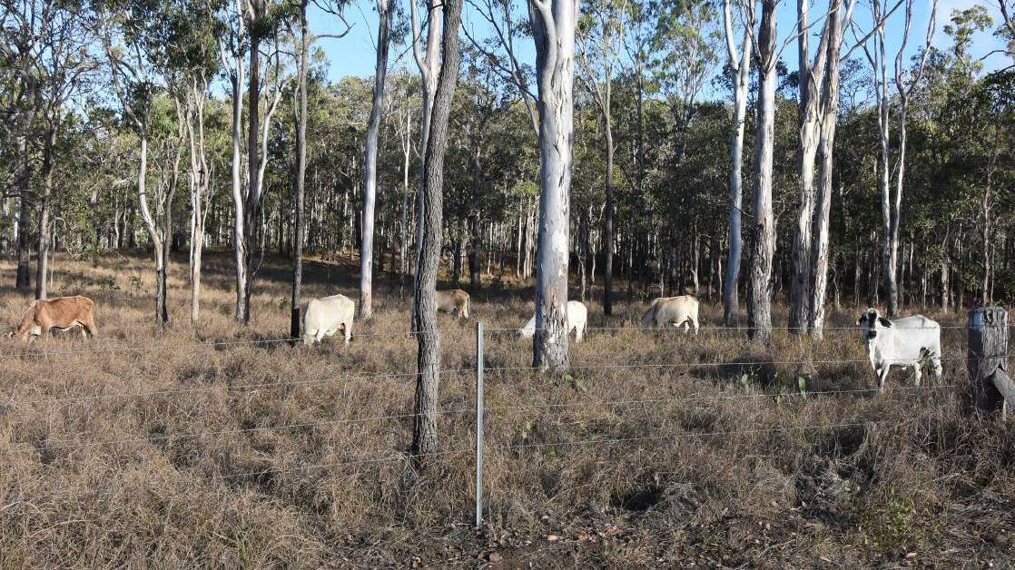 Long-held grazing properties Glen Gordon and Wooroora Station, 15km south of Ravenshoe, were identified because of its 'excellent wind resource' and 'proximity' to the grid. Picture: Ben Harden 