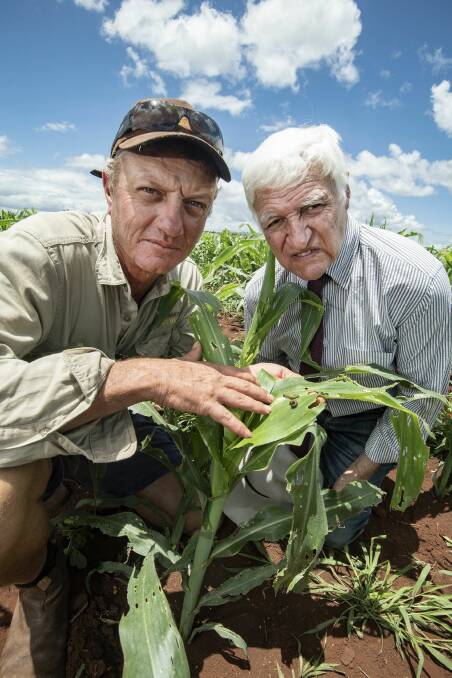 Atherton farmer Jimmy Isabella and Kennedy MP, Bob Katter inspect the fall armyworm devatstaion. 
