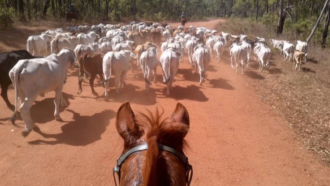 Cattle being mustered along a dirt road. Picture: MOCS Rural