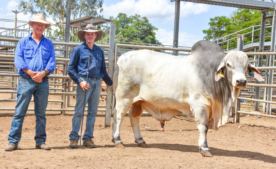 Top grey Brahman bull Kenilworth 6695, with buyer Bill Mann of Hillgrove Pastoral, Charters Towers, and vendor Brad Hancock, Mount Coolon, Collinsville. Pictures by Ben Harden 