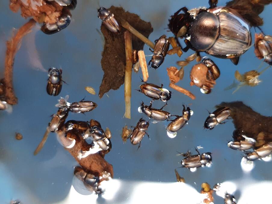Since the CSIRO first introduced dung beetles in 1968 to specifically work on cattle dung, about 23 introduced species have formed sustainable populations across Australia. 
