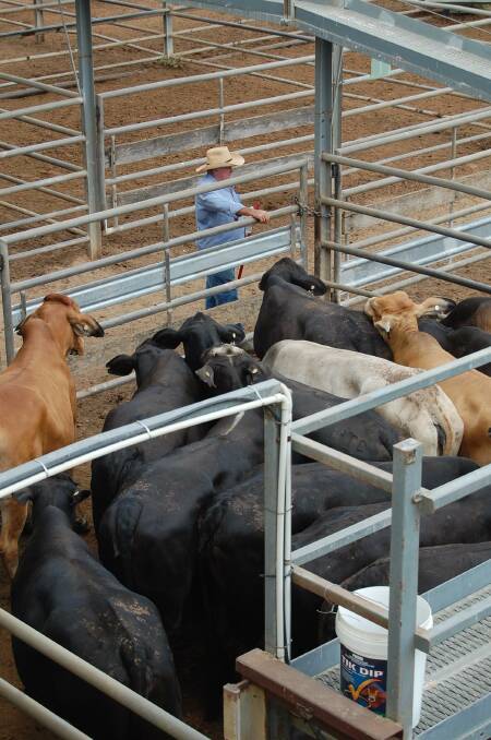 Buyer demand, wet weather and selectivity on quality are all expected to influence how the northern cattle market will open later this month.