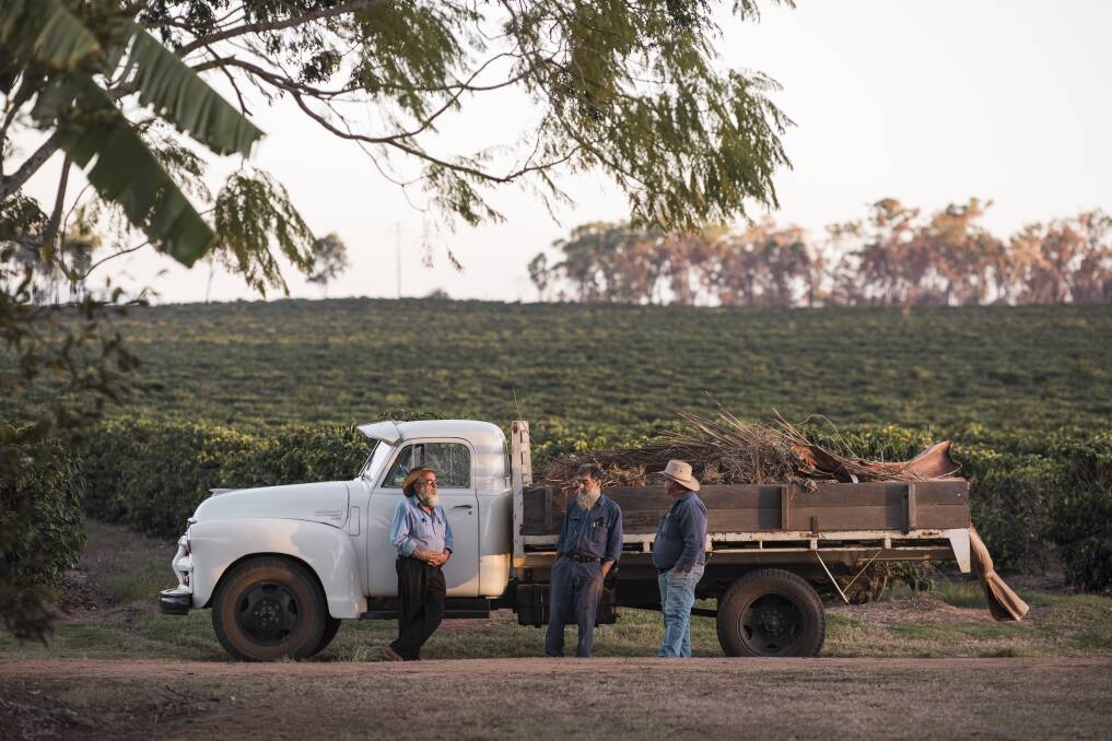 Brothers Plum, Paul and Ben Murat, of Jack Murats Coffee, on their farm near Mareeba. Photos: Josh Robenstone
