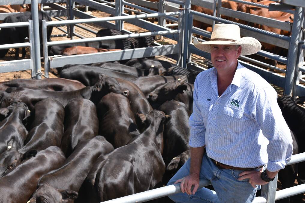 Emerald's Matt Beard of RBV Rural Livestock, sold a run of 25 Angus cross steers, on account of Ben and Monique Prewett, which were on agistment west Emerald, which made 378.2c/kg at Thursday's sale. Picture: Ben Harden
