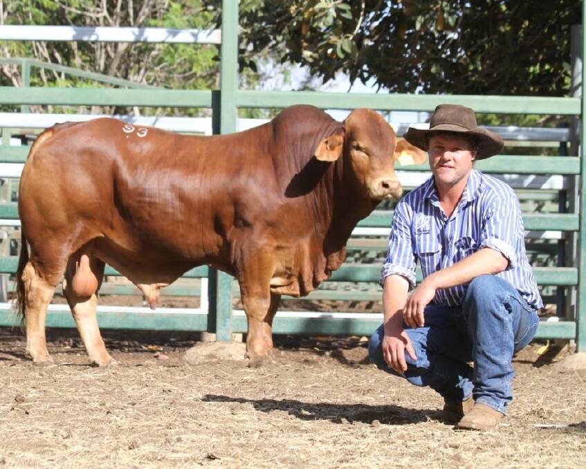 Grazier Brenton Donaldson, Medway Droughtmasters and Beefmasters, Capella, ordered three day vaccinations for his weaner bulls in September and they still haven't arrived. 