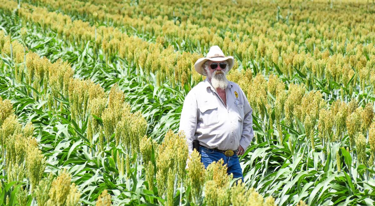 WPC ceo Tim Thompson inspecting the sorghum at Foleyvale, which will soon be harvested and processed in their grain handlying facility. Picture: Ben Harden 