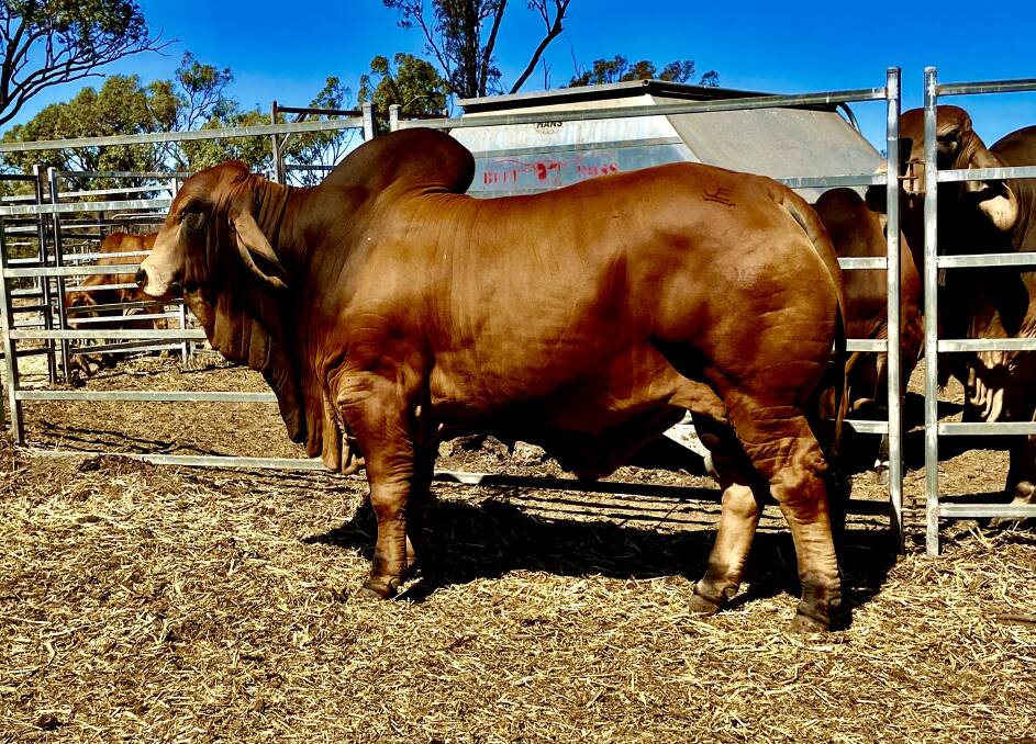 Lot 700, Mountain Springs Nashville, was offered by the Mallehagen family of Mountain Springs Brahmans, Monto. Picture supplied. 