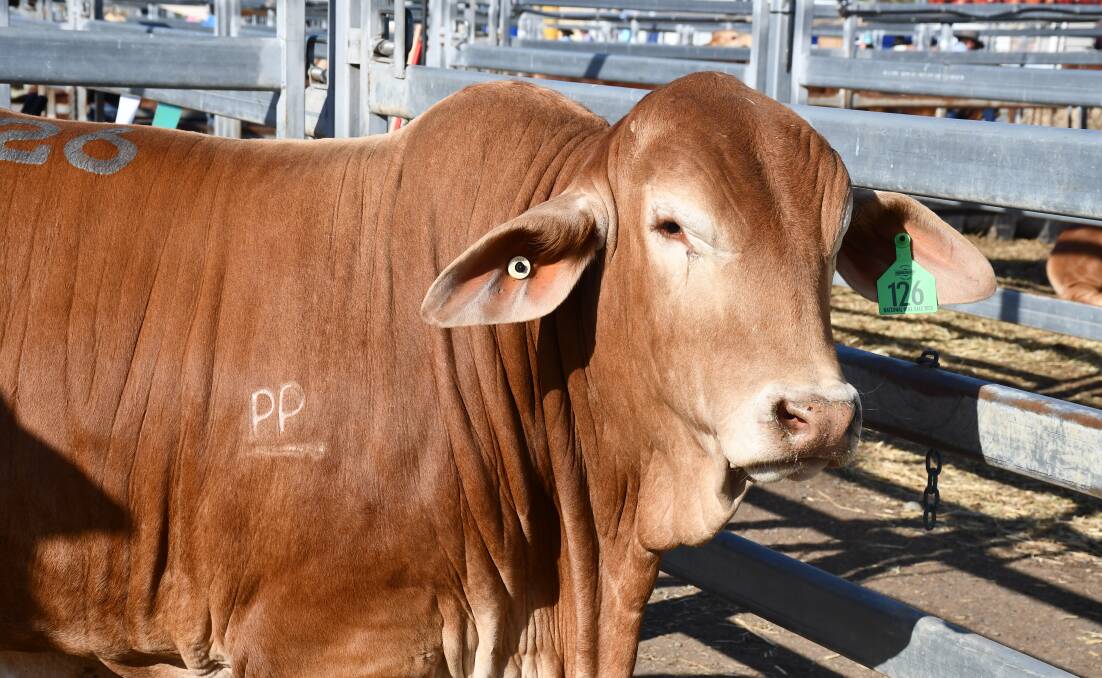 Ianbrae Kilo, which featured the two piece brand, PP, sold for $26,000 at the 2023 Droughtmaster National bull sale. Picture: Ben Harden 
