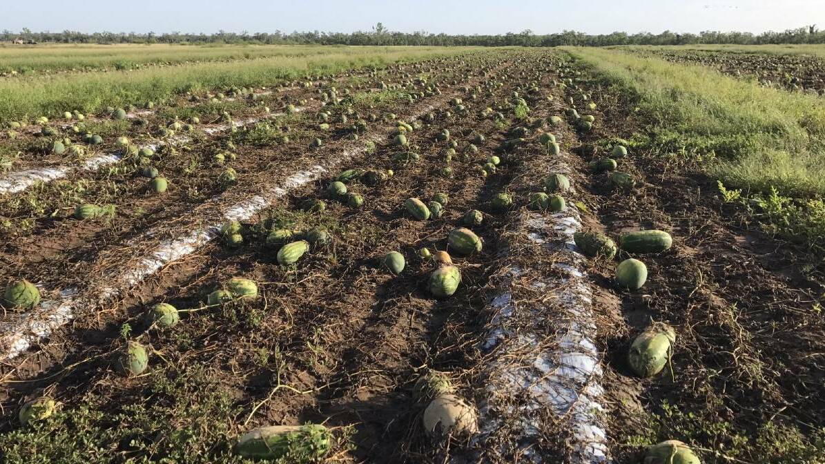 Devastated: Watermelons that have been underwater on the Caleo family's farm at Charters Towers, where they were 17mm off receiving 2m of rain in 2019. 