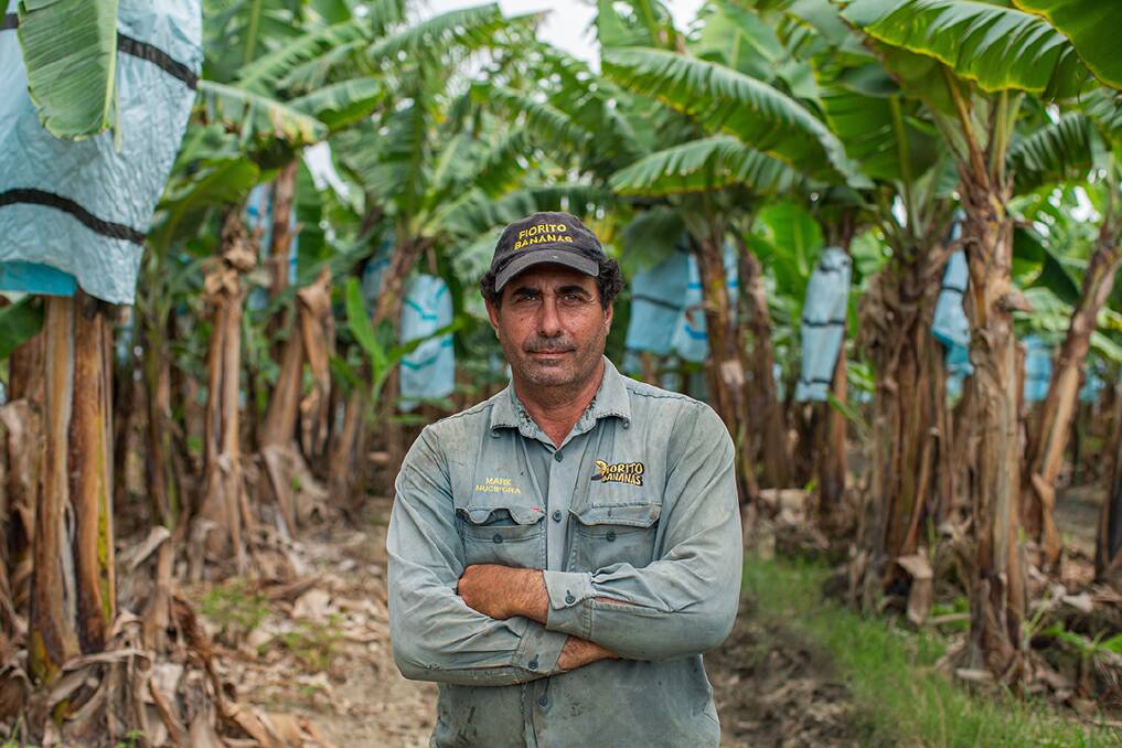 RECOVERED: Cowley banana grower Mark Nucifora, Fiorito Bananas, recently sent off eight semi-trailers full of fruit, the busiest his operation has been since cyclonic winds nearly wiped out all of his crops back in early March 2021. Picture: Supplied