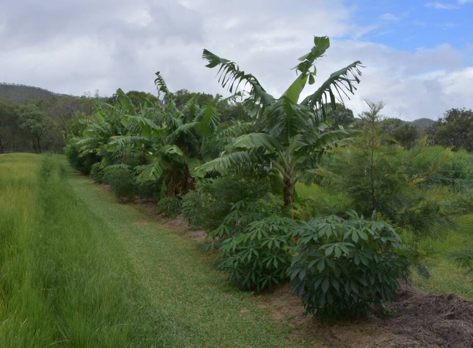 The Syntropic rows feature, bananas, pineapples, raspberries, comfrey, paw paws, eucalyptus trees, and cassava plants to name a few. 