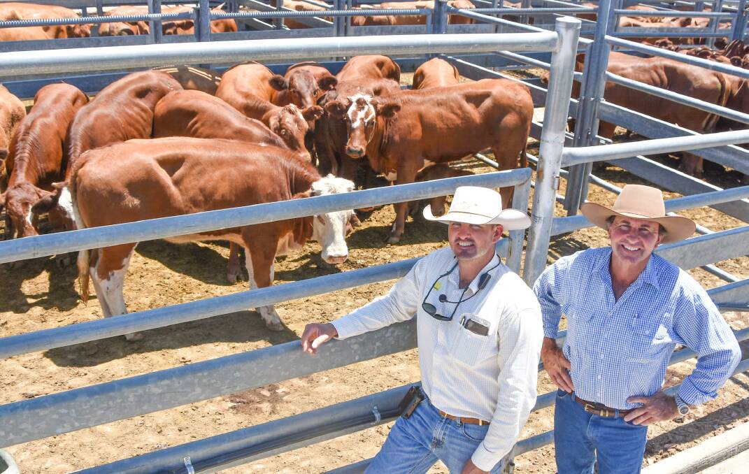 Livestock agent Brock Palmer of Ray White Livestock Emerald Land and Cattle Co, and buyer Dean Armstrong of Comet Downs Station, Comet, pictured with a pen of Cardona Santa/Simmental cross heifers, weighing 335kgs, which topped the heifer market at 506.2c/kg to return $1699/head. Pictures by Ben Harden 