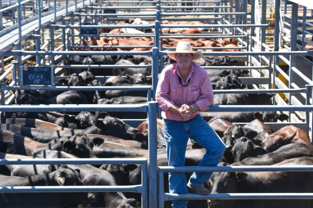 Emerald Elders' Beau White, with a large 121-head run of Brangus cross feeder steers, which sold on account of Jesse Beak of Beak Cattle Company, Comet, which peaked at 302.2c/kg. Picture: Ben Harden 