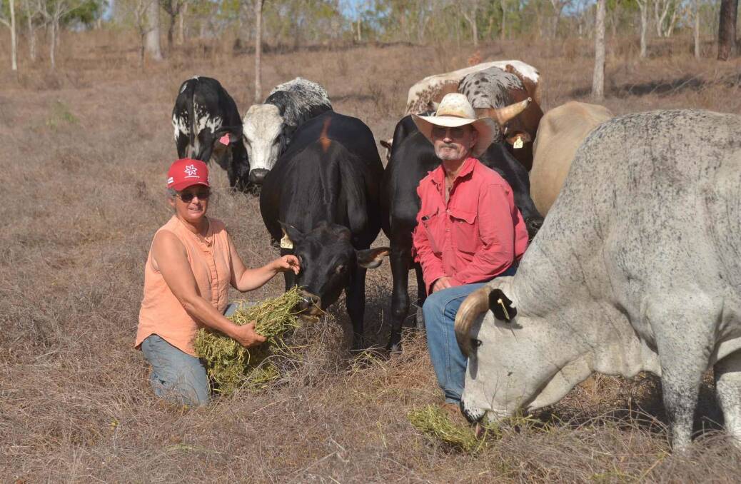 Garlone Moulin and Jamie Gordon with some of their young purebred Nguni bulls they have bred that will be part of the Mt Pleasant Open Day and Bull sale in 2025. 