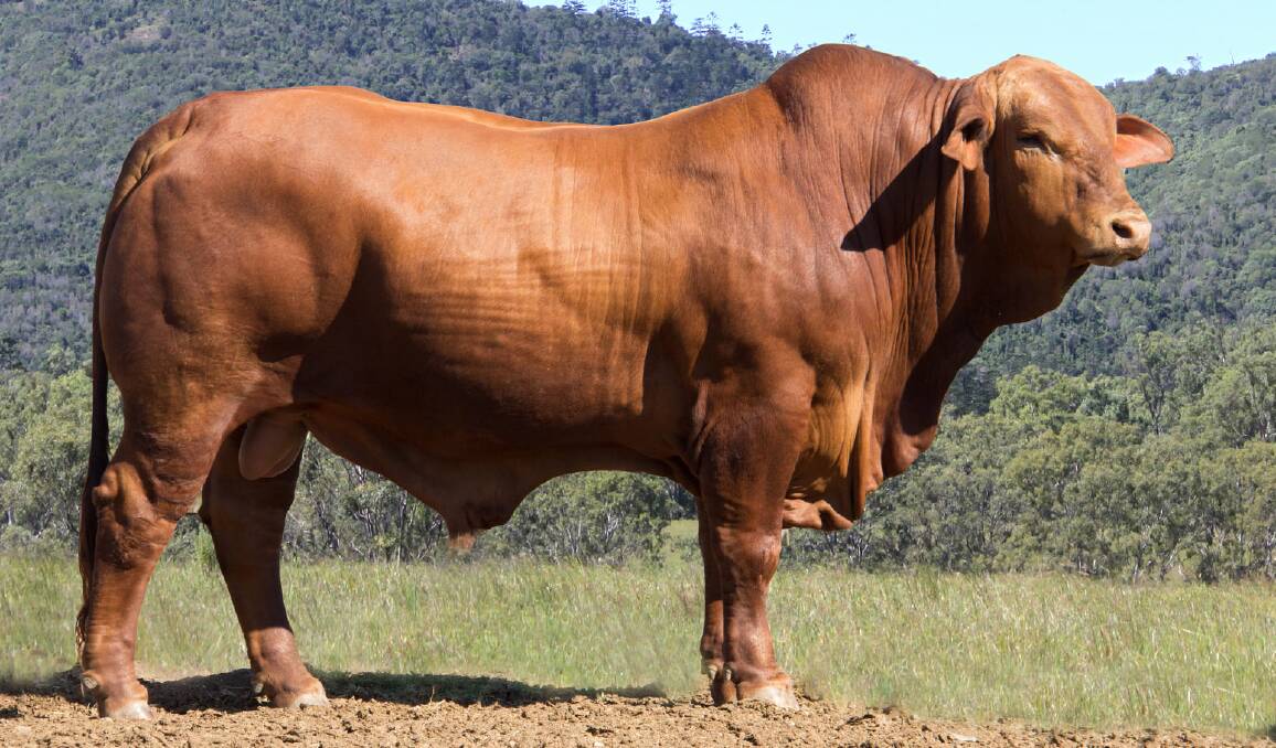 The $30,000 Droughtmaster bull Garthowen Velocity 2 had the most registered progeny for his breed in 2021, including 43 in total. Photo: Supplied