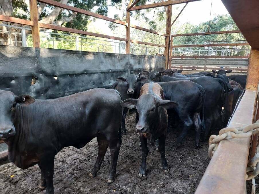 RECORDS TUMBLE: Top of the yearling heifers and setting a new saleyards record a/c D Dempsey at 650.2c/kg or $1267.5 per head. Picture: Mareeba saleyards 