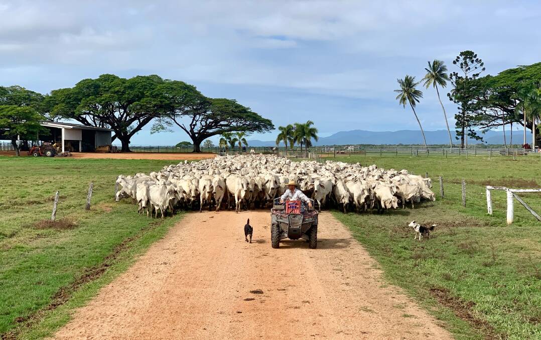 Cody and Holly Sheehan manage the Joyce's Orient property south of Ingham. Ben Deicke leads the herd on bike. Picture: Tropical Cattle Brahmans 