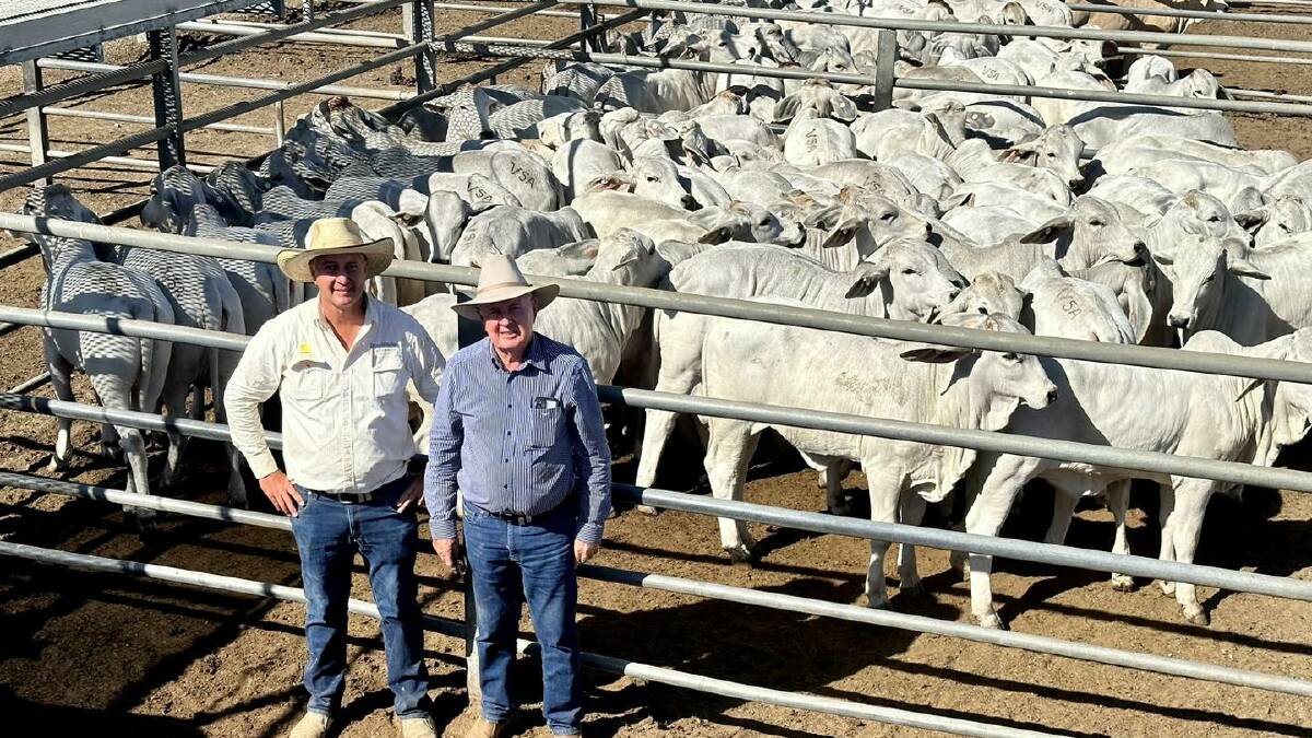 Top priced store Heifers for the second week running were Condon family's 151 Conjuboy Mount Garnet No.3 heifers, which sold to a top of 346.2c, and pictured with Matthew and Jim Geaney of Ray White Geaney and Kirkwood. Picture supplied 