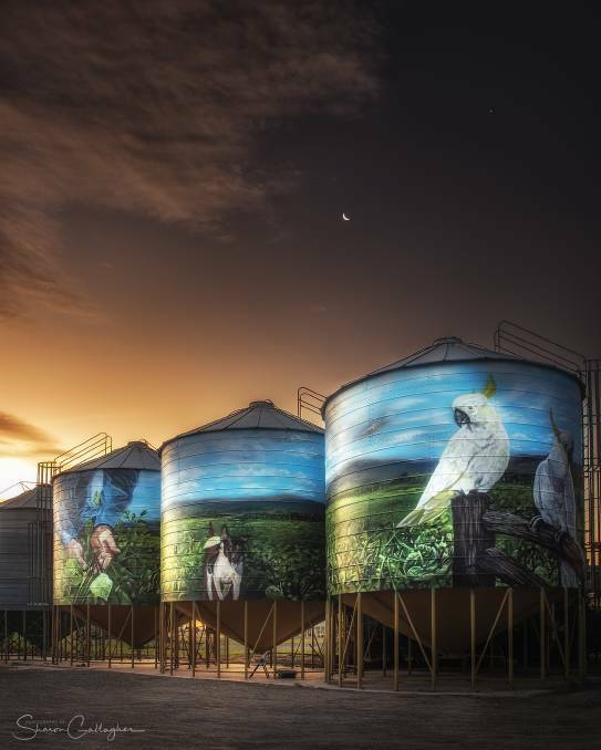 Three silos at The Australian Mungbeans Company site in Biloela underwent an artistic makeover recently, showcasing the local Mungbean growers and their four legged companions in the field. Picture: Sharon Gallagher 