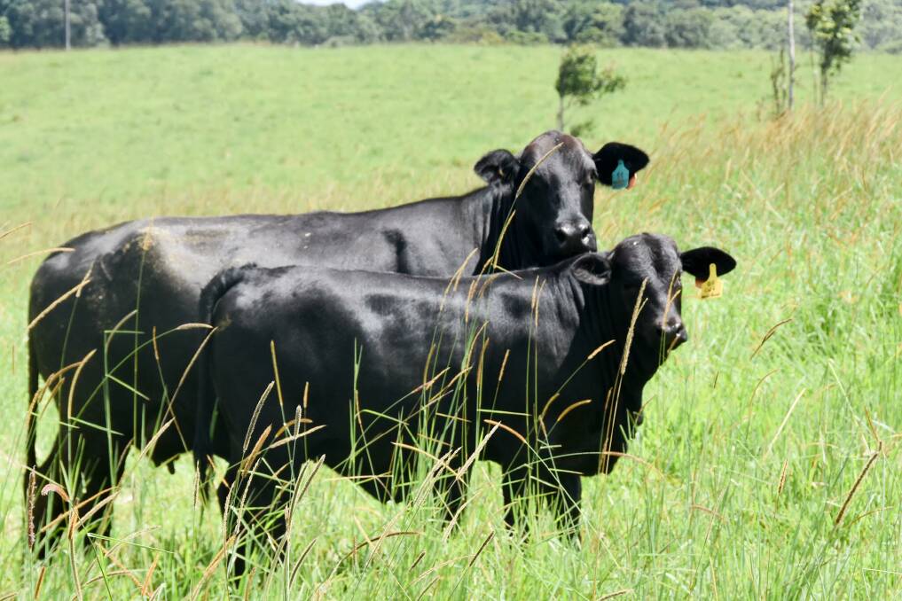 Millstream Springs is phasing out it's commercial herd to fully commit to breeding stud quality. 