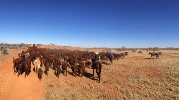 Atkins cattle being mustered in the territory. Picture: Sam Lingard 