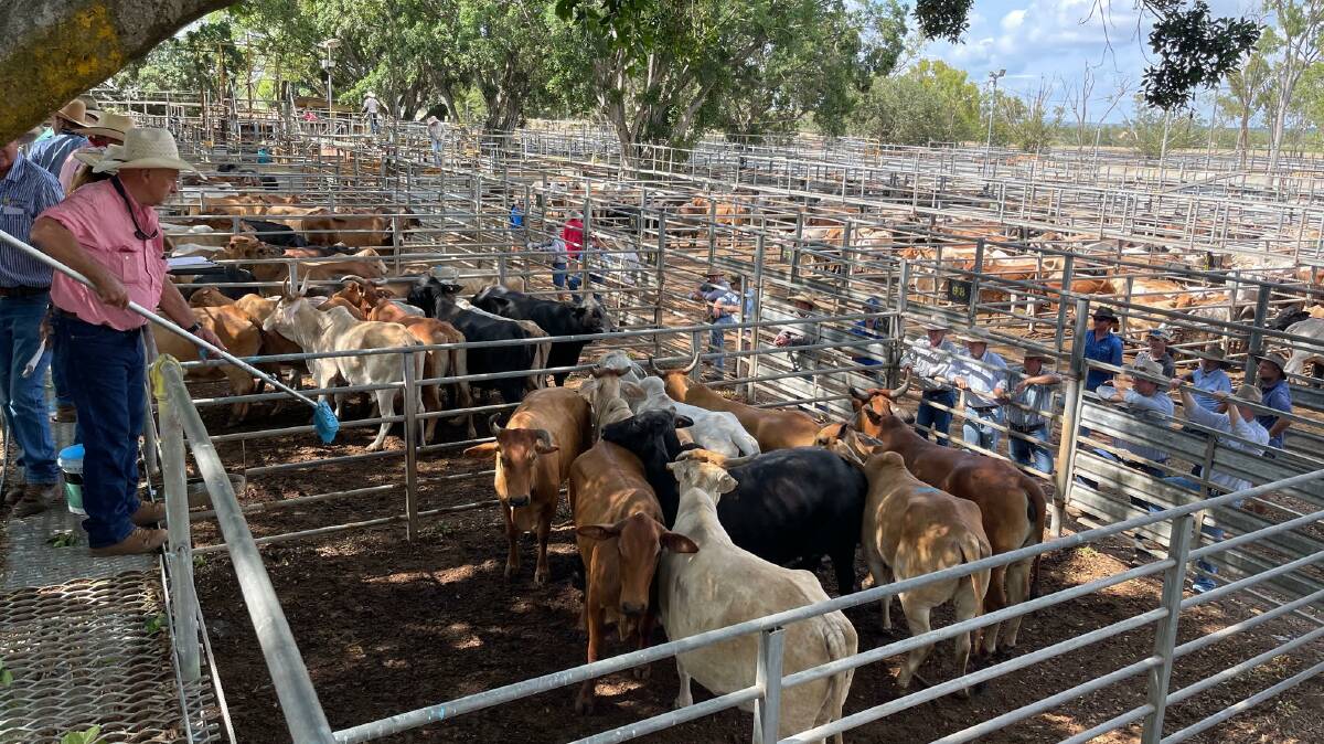 SALE O, SALE O: Four saleyard records were again broken at the Mareeba prime and store sale on Tuesday. Picture: Ben Harden