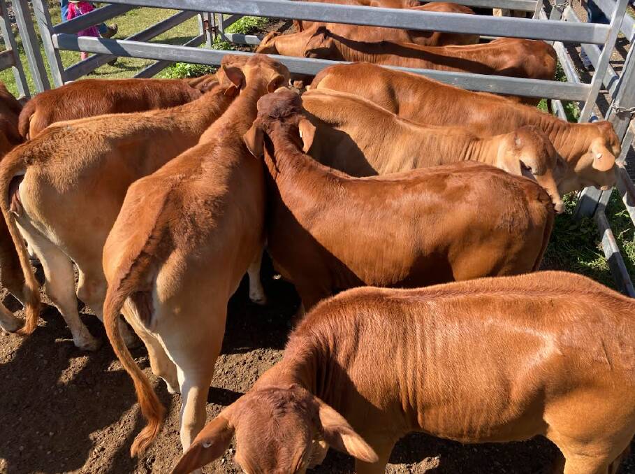 A pen of Droughtmaster weaner heifers on account of Tom Anderson, Gargett, west Mackay, made $700 per head at last Friday's Sarina prime and store sale. Picture: Geoff Sutton