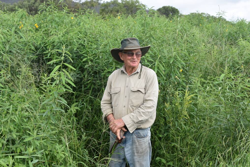 John, 'Johnny' Gargan stands in his healthy and tall crop Sun Hemp, which he planted as a cover crop for his cattle and forage harvest. 