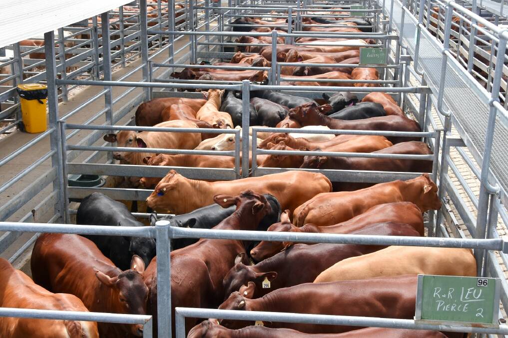 The Roberts family offloaded 42 heifers and 22 heavy Santa cows at Thursday's sale. 