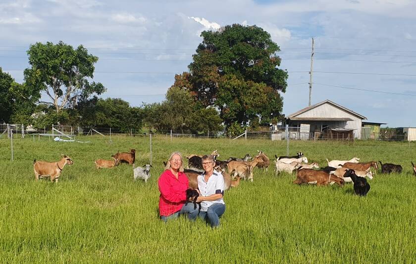 Goat breeders Louise Drew and Diana Barfield with Colonial Percy Island goats at Di Akani Stud at Pleystowe near Mackay. Picture supplied 
