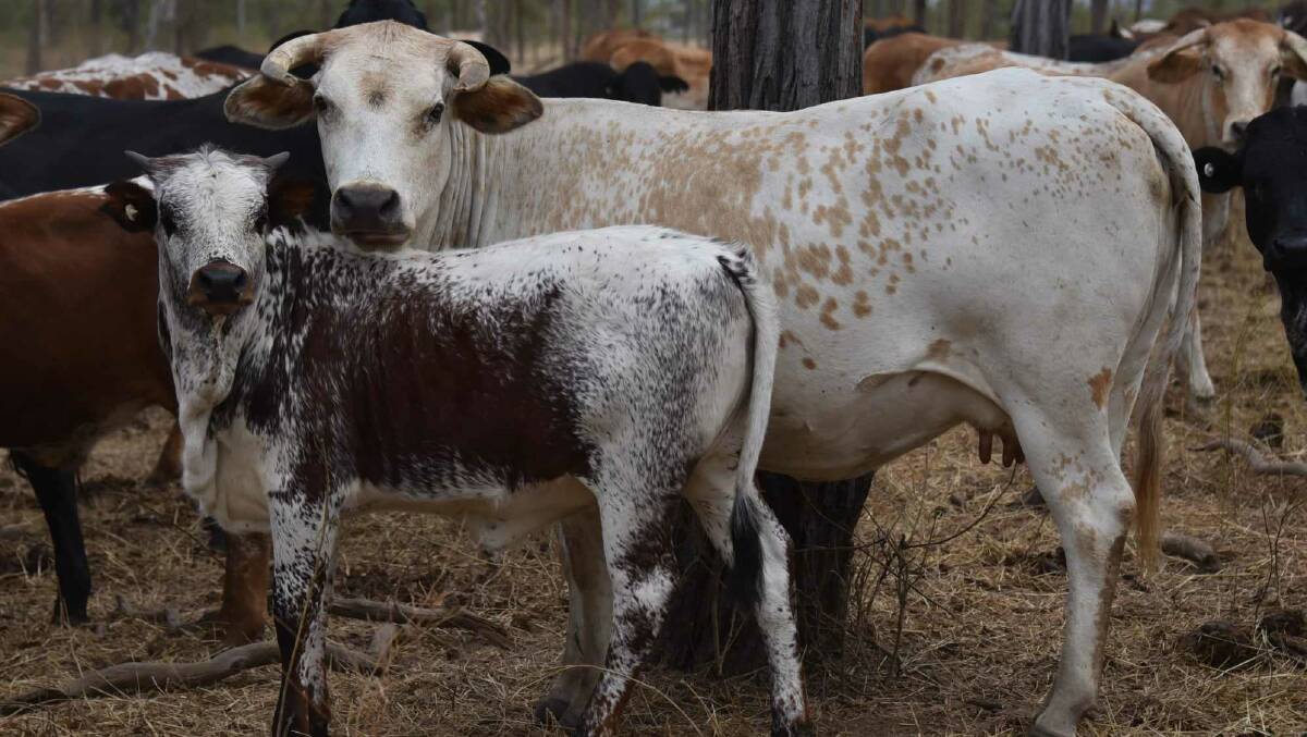 One of the Nguni cross cow and calves on Jamie Gordon and Garlone Moulin's property. 