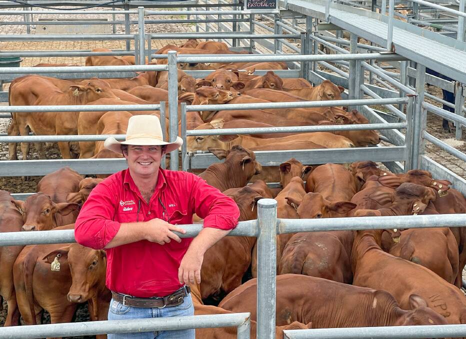Will Stoddart of Kennedy Livestock, with the Droughtmaster steer line, on account of Perry Pastoral Company, Banana, which returned a solid result of 476.2c/kg or $1636/head on Thursday. Pictures by Ben Harden 
