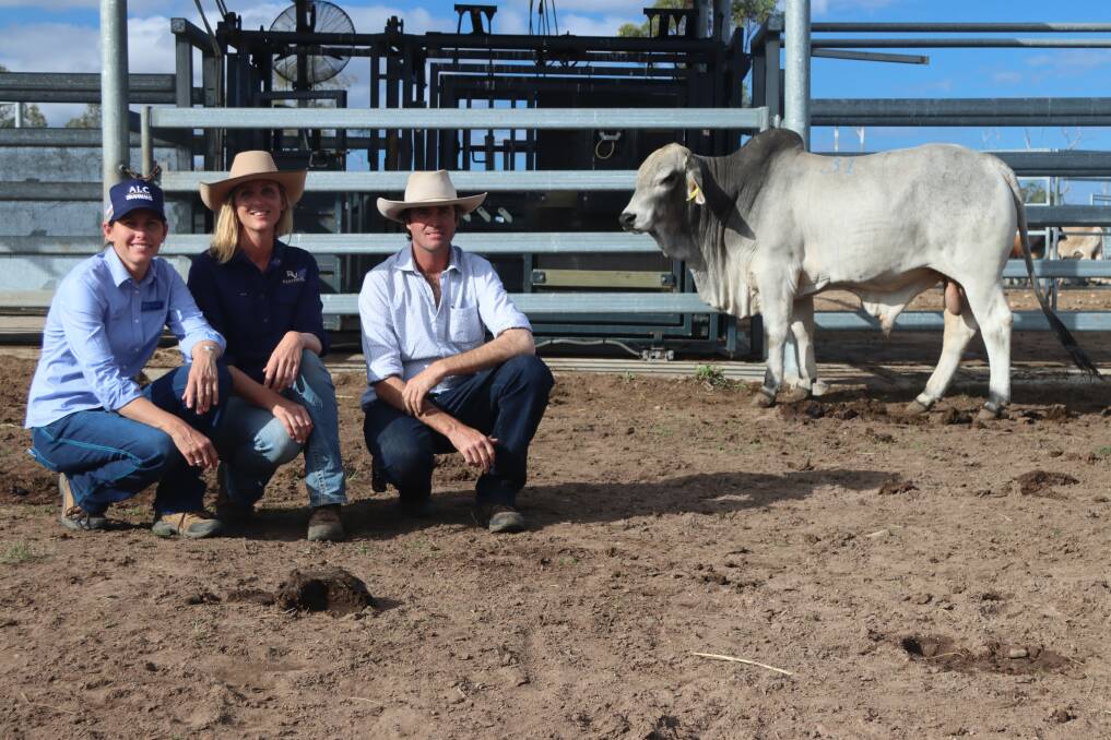 SECOND TOP PRICED BULL: Lot 31 sold to Richard and Victoria Moffatt, Muldoon. Marlborough, with vendor Louise Collins, ALC Brahmans. 
