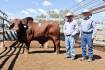 Nobbs families bull sale tops at $20,000 twice | Photos