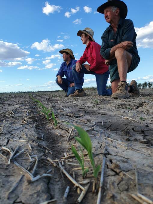 Holding out hope: Darling Downs farmers Rick, Angus, 14 and Dudley Cronin, Jandwae, are keeping a watchful eye on the sky after planting 90 hectares of sorghum recently. 