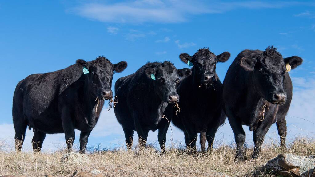 Beef Australia's National Beef Carcase competition to launch a new class in 2024. Picture supplied by Beef Australia 