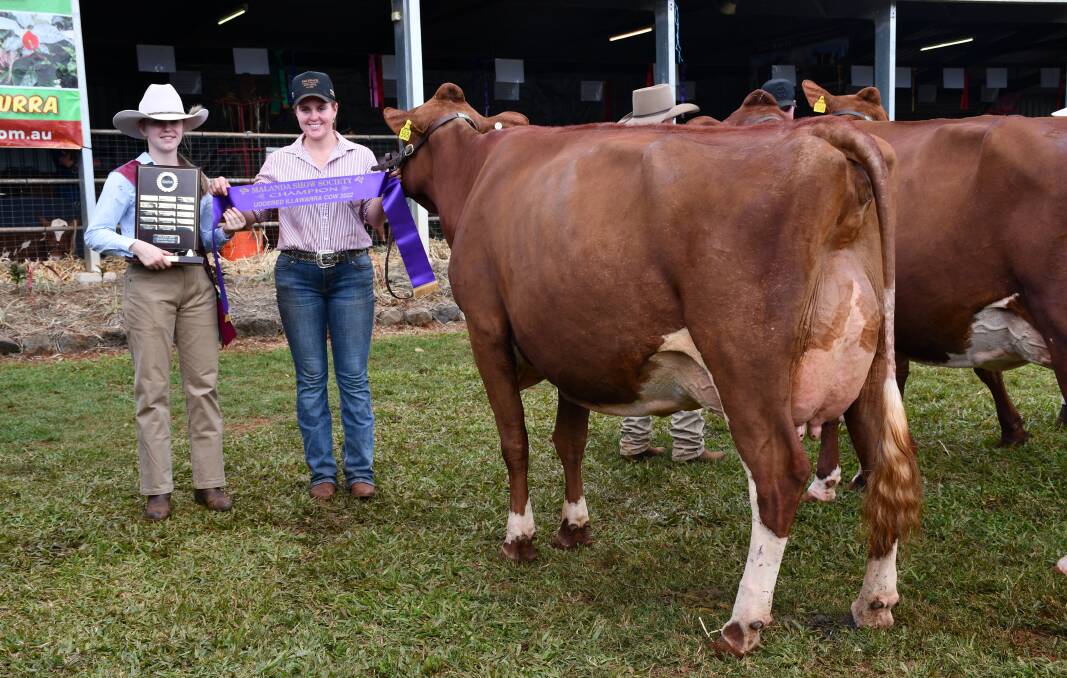 Champion Illawarra Cow and Supreme Champion Cow of Malanda Show Eachamvale Precious 7, exhibited by the English family, pictured with Harmonie Tidcombe, Dairymaid, and led by Rachel English. 