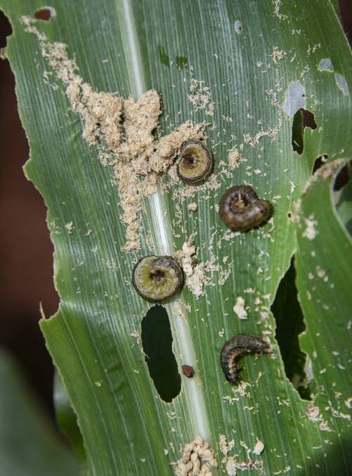 Fall armyworm larvae can be less than half a centimetre in size with an appetite for more than 350 plant species. 
