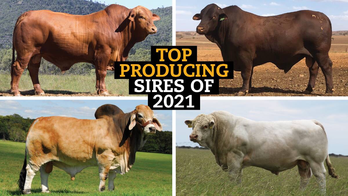 Take a look at the beef industry's most used bulls for 2021. 