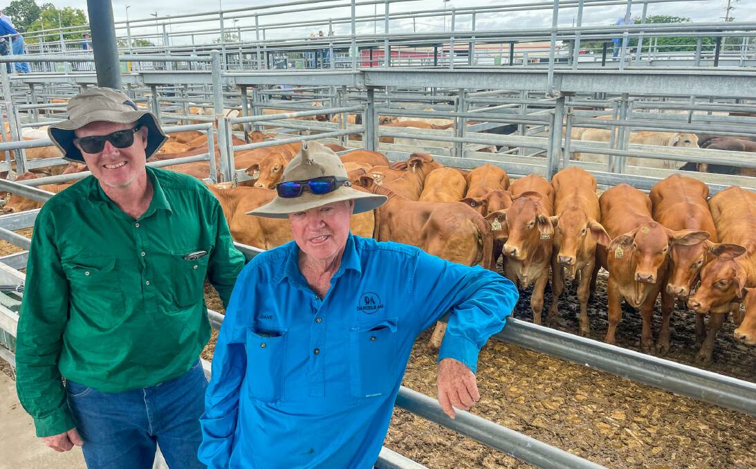 Clermont buyers' Andy and Dave Daniels of Yalboroo secured all 41 Perry Pastoral Company Droughtmaster heifers for their coastal property near Sarina. 
