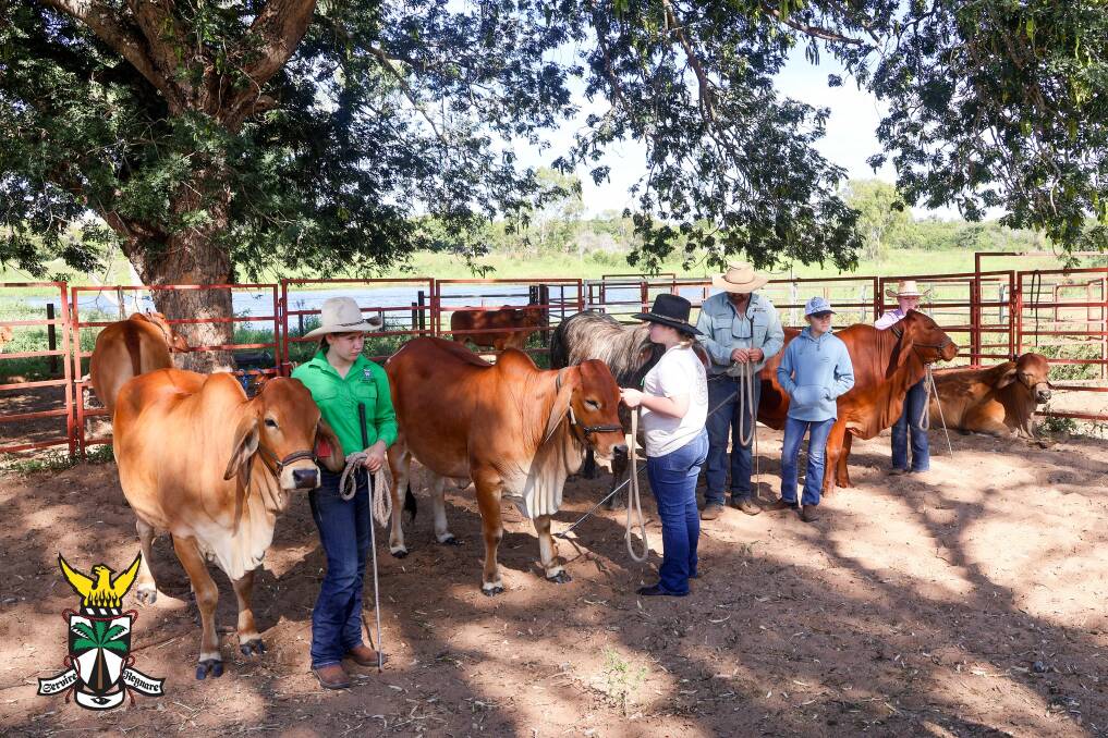 The students spent two days covering cattle handling and cattle selection. Picture supplied All Souls St Gabriels 