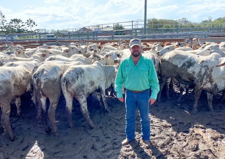 Nutrien Livestock agent James Saunders, Mackay, with a quality run of MacGibbon Holdings Brahman heifers No. 1's, which topped at $2200/head. Picture supplied by Nutrien 