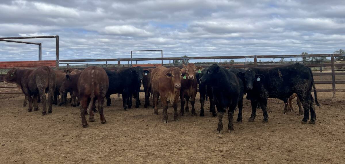 Bogunda Station's feedlot competition entries featured Limousin Droughtmaster cross and Angus cross steers. 