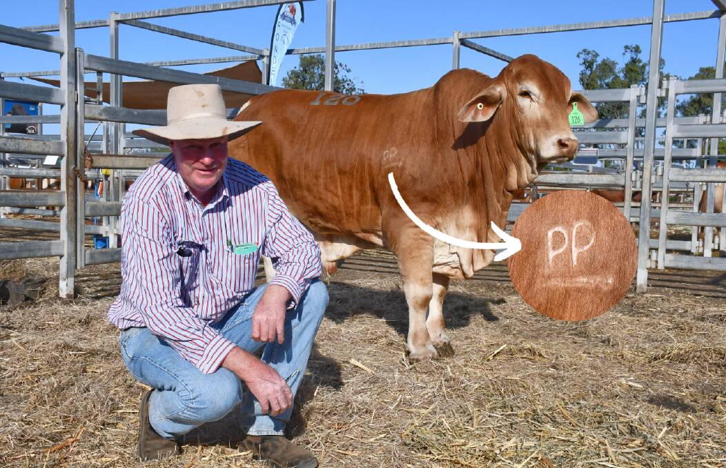 Ianbrae Droughtmaster stud principal Paul Mackay, Conondale, with their $26,000 bull, Ianbrae Kilo, which featured the two piece brand, PP. Picture: Ben Harden 