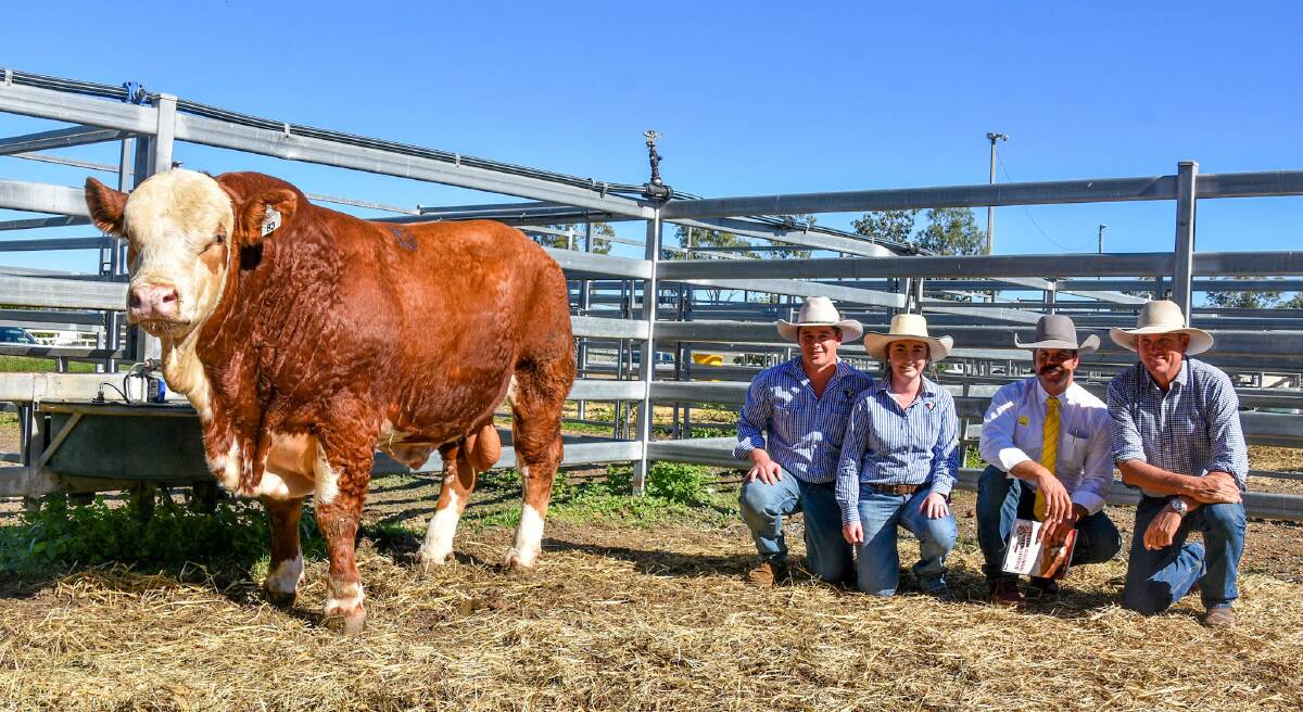 Glenanna Skippy, with vendors Maddie and James Hannah, Glenanna Simmentals, Dubbo, NSW, Ray White Rural's Matthew Olsson, Gracemere, and buyer Joe Streeter, Fairy Springs, Taroom. Picture: Ben Harden 
