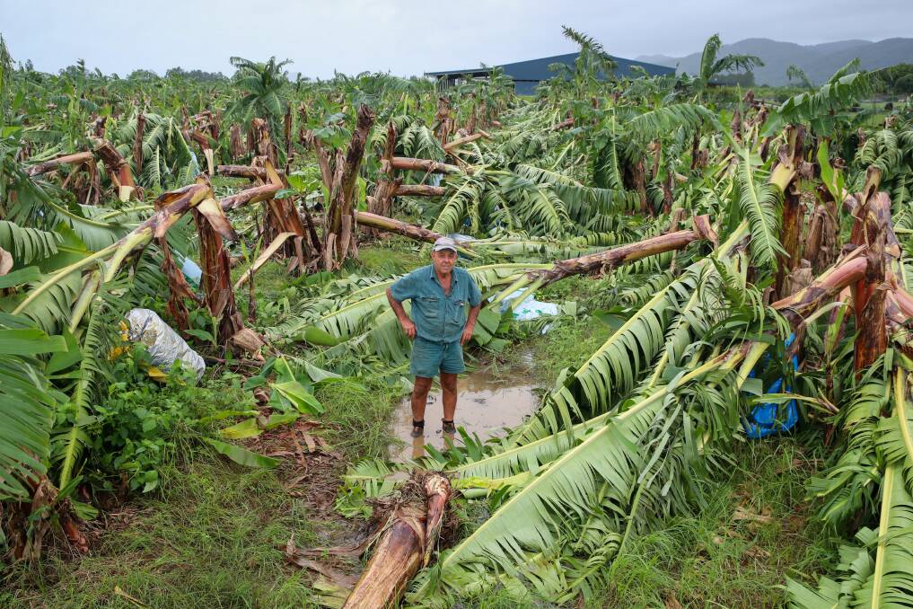 Innisfail Banana farmer Angelo Russo, Boogan, stands in his devastated Banana crop which was flattened by strong winds associated with Cyclone Niran on Monday. Picture: Michael Chambers.