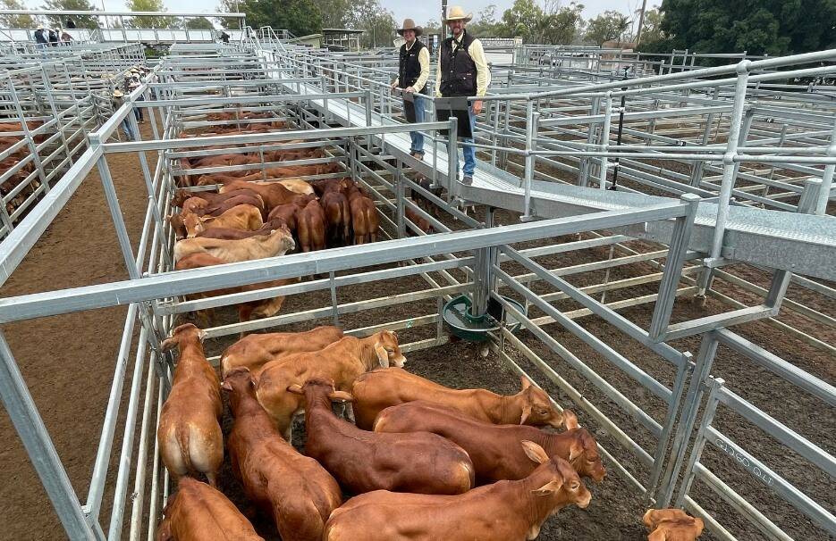 Ray White Rural's Trevor Humble and Gary Wendt, Gracemere, with a run of 59 No.1 Droughtmaster weaners offered by Lee Rutherford, Glenroy, which topped at 658c/kg and averaged 262kg to equal $1554 per head. Photo: CQLX