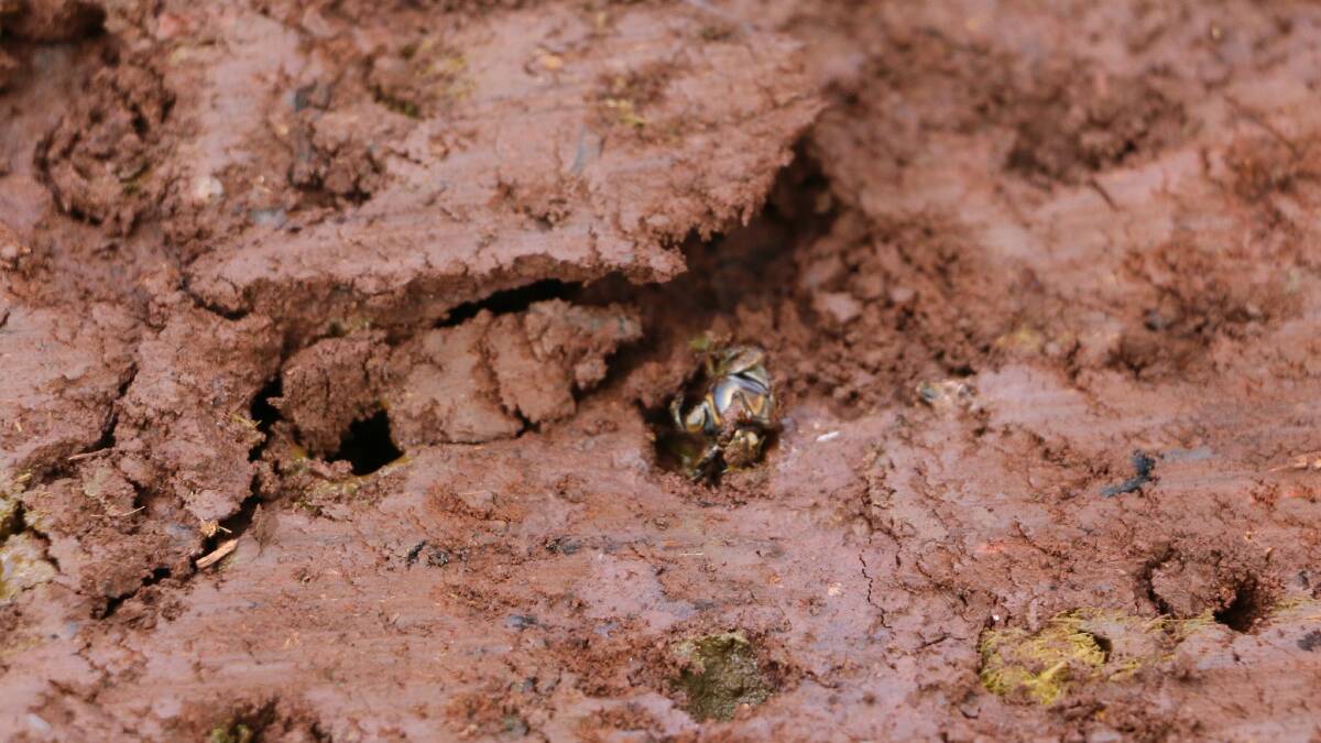Dung beetle create tunnels which aerates the soil, allowing rain to percolate and boost soil moisture. Nutirents are recycled and carbon is sequestered in the soil. Dung is broken down and polluting runoff is averted from waterways. 