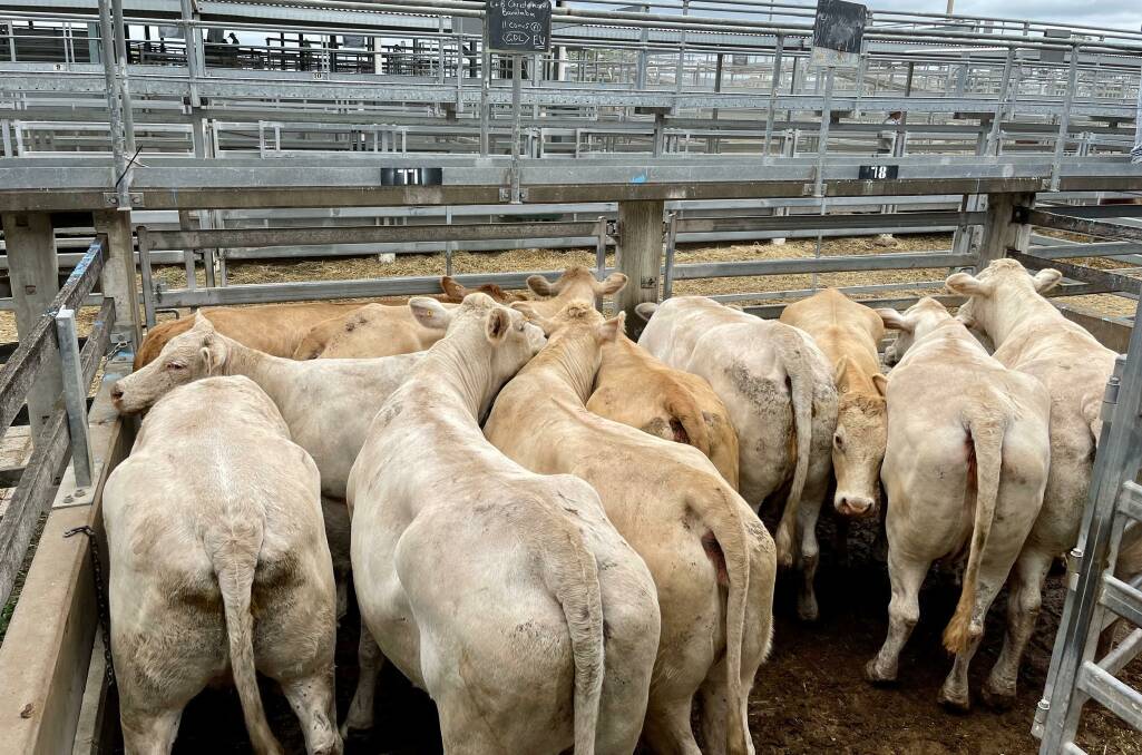LJ & BL Christensen of Theodore offered a pen of EU Charbray Cow
to sell for 415.2c/kg. The 11 head averaged 674kg to return $2800 per head.