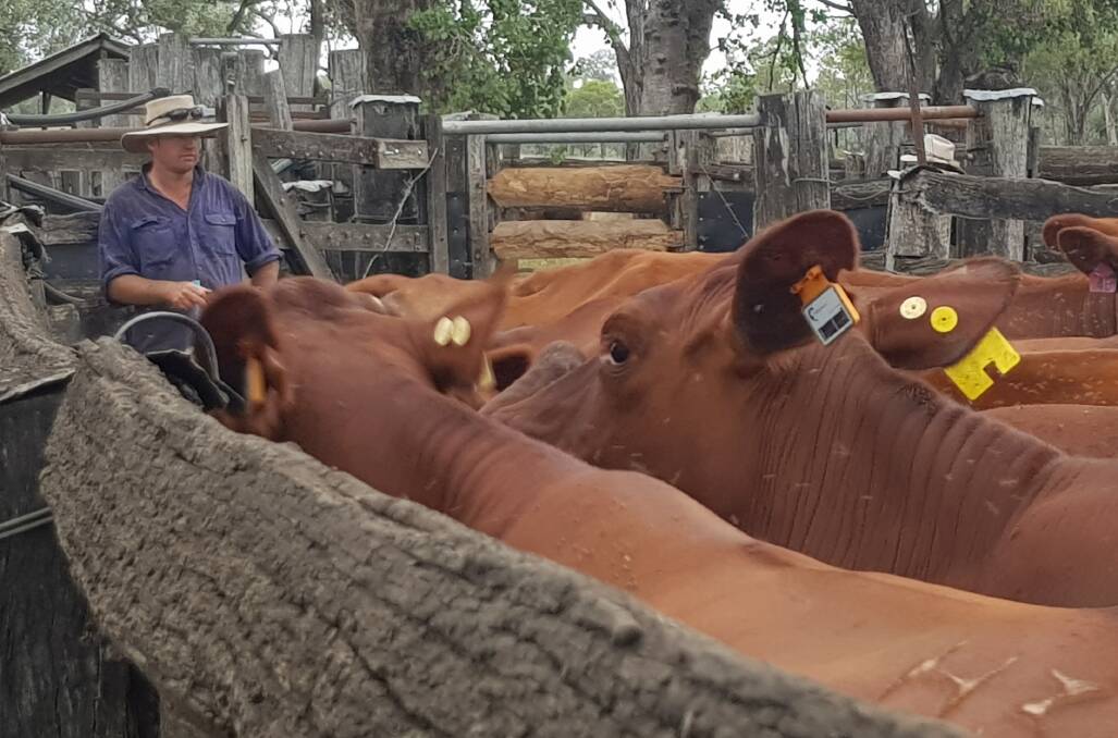 PROVEN EFFICIENCY: The Hendersons use MOOvement GPS ear tags, which allows them to track and trace their cattle over long distances.